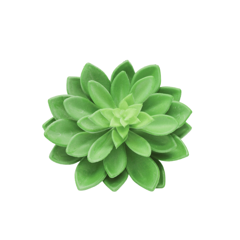 Green Echeveria Succulent