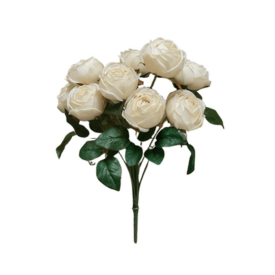 Cream Rose Bush
