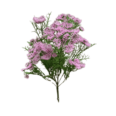 Pink Queen's Lace Bush