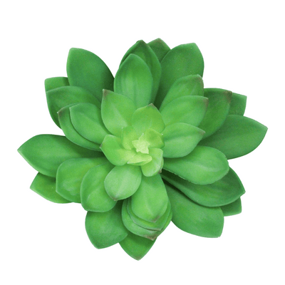 Echeveria Succulent Plant