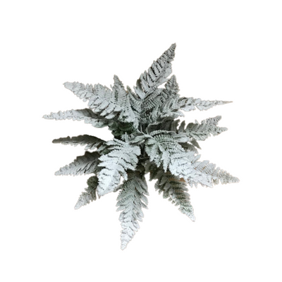 Snowy Lace Fern Bush